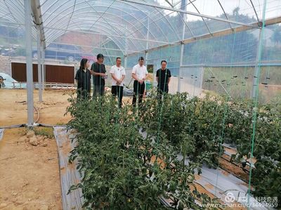 陽光1+1牽手計劃 省農科院專家蒞臨古田縣祥輝果蔬種植專業合作社開展技術指導與種植技術開發