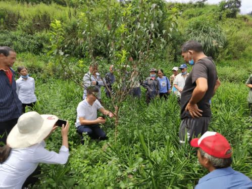 六枝特區(qū)月亮河鄉(xiāng) 農(nóng)業(yè)產(chǎn)業(yè)管理培訓激活村民發(fā)展信心，推進種植技術(shù)開發(fā)