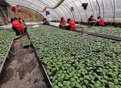 驛城區(qū)禾綠農(nóng)業(yè) 以技術(shù)開發(fā)為根基，扶貧濟困送溫暖