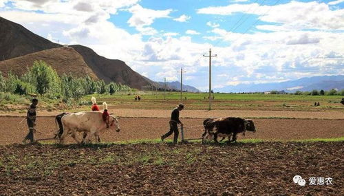 農(nóng)業(yè)機(jī)械科技飛速發(fā)展與種植大戶的技術(shù)脫節(jié) 矛盾與解決之道