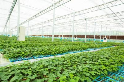 小種苗鏈起大產業 聚合力拓出共富路