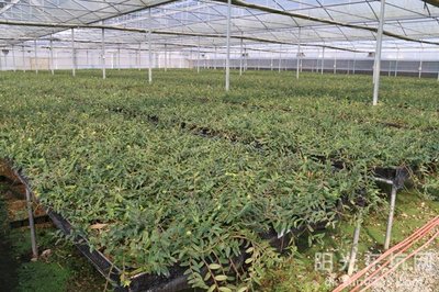 鐵皮石斛種植基地喜獲農(nóng)業(yè)科技成果轉(zhuǎn)化資金扶持，技術(shù)創(chuàng)新迎來(lái)新機(jī)遇