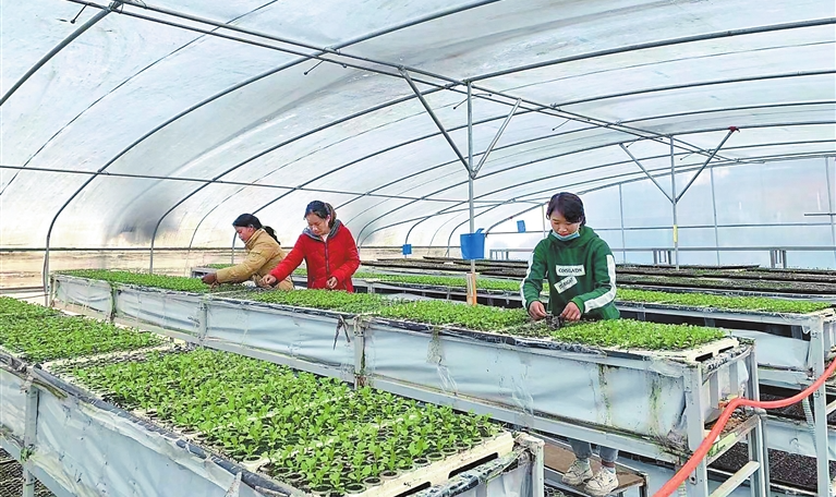 創新驅動引領綠色崛起 臨滄市科技創新賦能特色種植技術開發