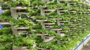 無土栽培技術 應對耕地缺失，引領現代農業發展的新路徑